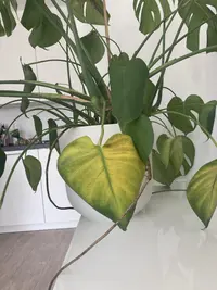 Monstera photo by a Botan App user