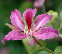 Hong Kong orchid tree (Bauhinia × blakeana) plant