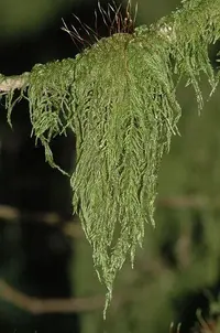 antitrichia moss