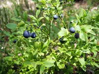 whortleberry