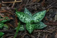 Daibuza Goodyera (Goodyera daibuzanensis) plant