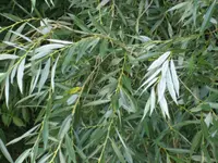 white willow (Salix alba) plant