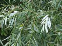 white willow