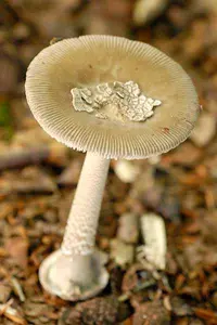Peeling Paint Ringless Amanita (Amanita submembranacea) plant