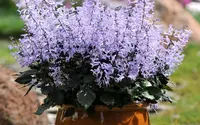 Plectranthus Mona Lavender in the pot
