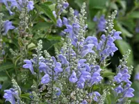hoary skullcap (Scutellaria incana) plant