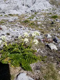 Anisotome pilifera (Anisotome pilifera) plant