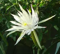 climbing cactus (Epiphyllum hookeri) plant