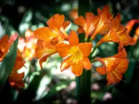 Clivia miniata