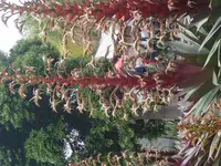 Alcantarea imperialis