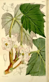 Cut-leaved Begonia