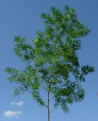 Ming Fern