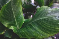 Strelitzia nicolai leaves