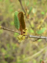 russet buffaloberry
