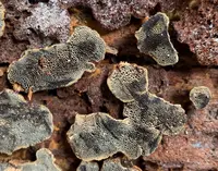 Coltriciella dependens (Coltriciella dependens) plant