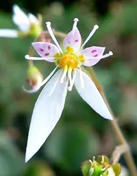 Strawberry saxifrage