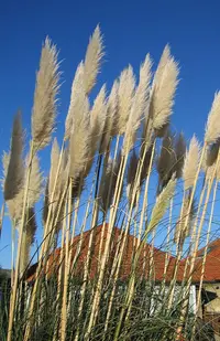 Pampas grass
