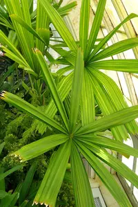 Mangrove fan palm