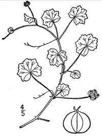 lawn marshpennywort