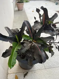 Garden croton photo by a Botan App user