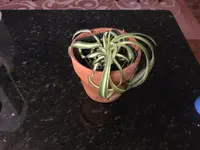 Curly Spider Plant