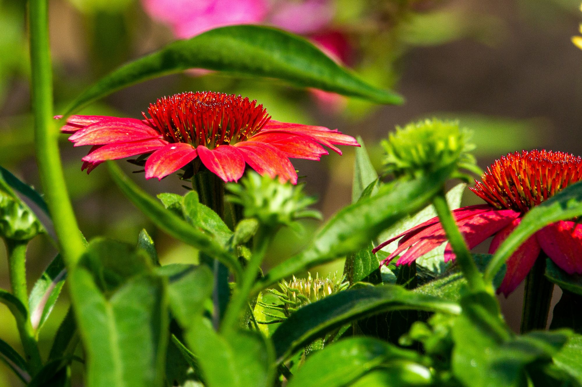 10 Easy Garden Flowers to Grow - Purple coneflower