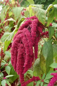 love-lies-bleeding
