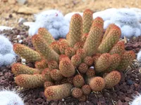 Mammillaria elongata