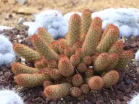 Mammillaria elongata