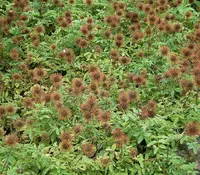 Two-spined Acaena