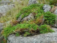 Siberian Cypress
