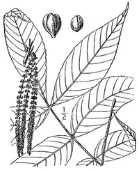 sand hickory (Carya pallida) plant
