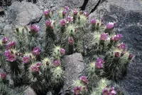 pinkflower hedgehog cactus