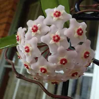 Wax Plant