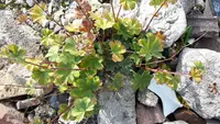 Alchemilla sericata