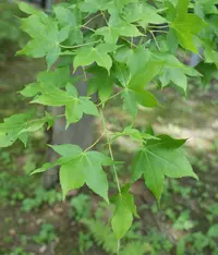 Oliver's maple