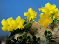 Pachypodium brevicaule yellow flowers