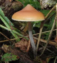 Psilocybe azurescens (Psilocybe azurescens) plant