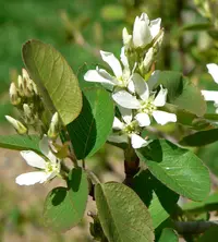 Utah serviceberry