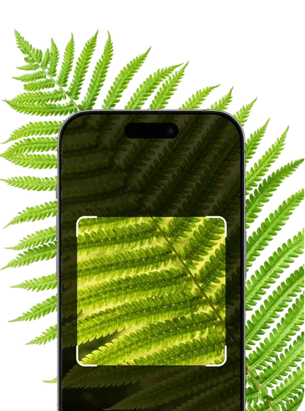 Fern Identification – Hero Mobile