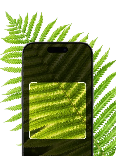 Fern Identification – Hero Mobile