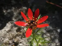 Scarlet Pheasant's-eye