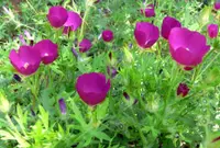 purple poppymallow (Callirhoe involucrata) plant