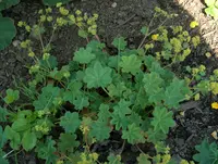 Silky Lady's-mantle