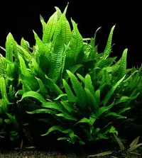 Java fern