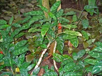 spotted evergreen (Aglaonema costatum) plant