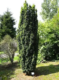 Irish Yew