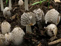 flocculose inkcap (Coprinellus flocculosus) plant