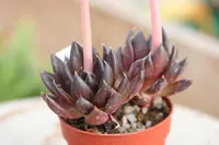 Echeveria affinis