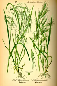 field brome